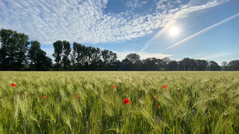 Mohn im Kornfeld